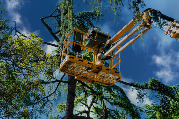 Professional Tree Removal and Landscaping Services in New Port Richey, FL